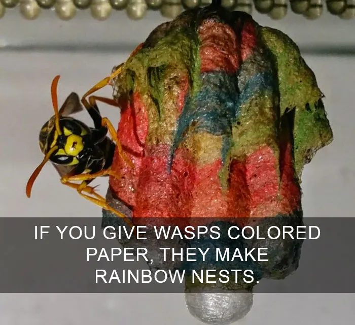 Wasp building colorful nest with dyed paper, showcasing an amazing fact about wasp behavior and creativity.