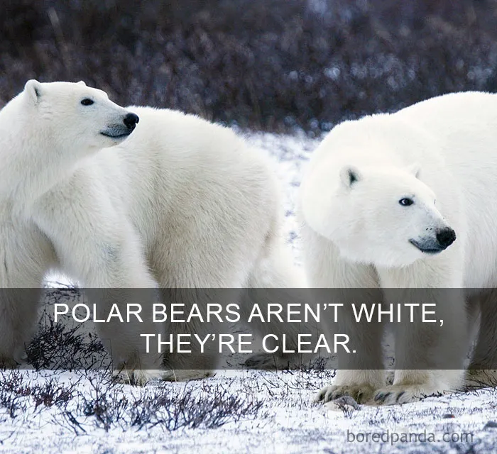 Two polar bears in winter landscape illustrating amazing facts about the world and nature's hidden truths.