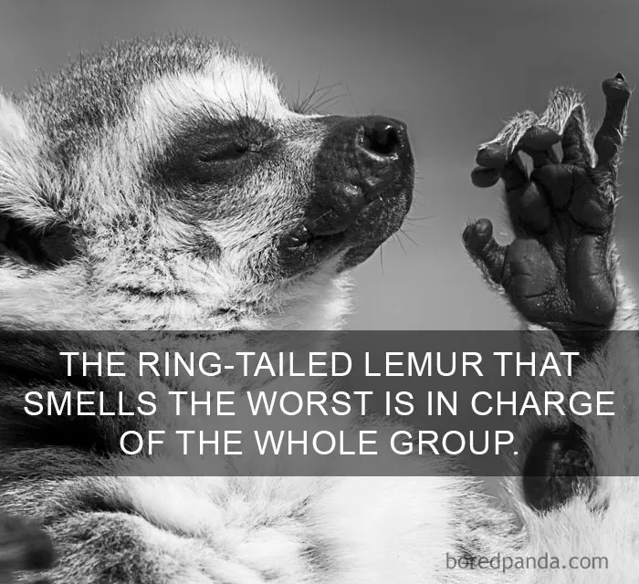 Ring-tailed lemur resting with paw raised, illustrating an amazing fact about their social behavior.