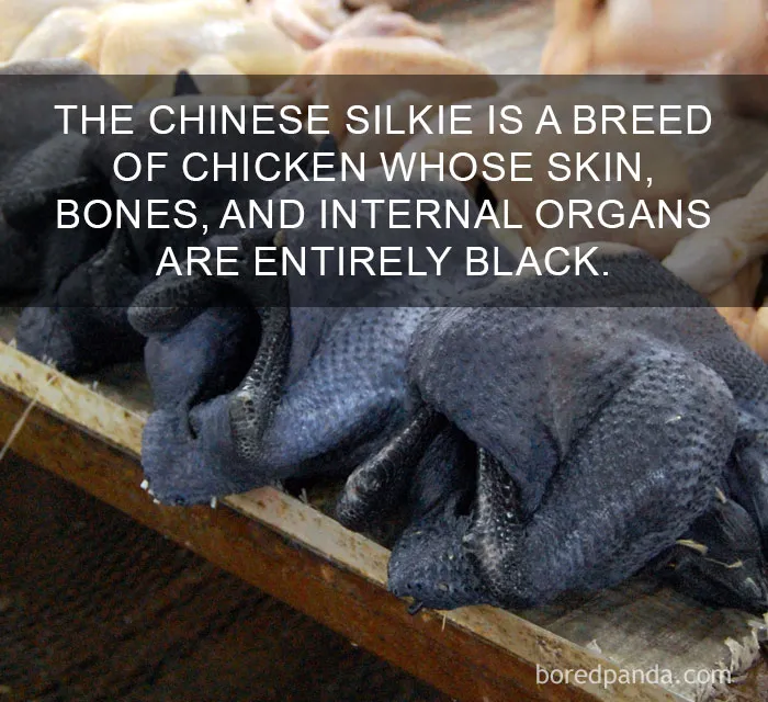 Chinese Silkie chicken with black skin and bones shown on display, highlighting amazing facts that change the way you see the world.
