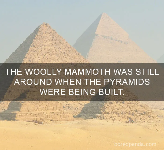 Image of Giza pyramids with the fact overlay: Woolly mammoths existed during their construction.