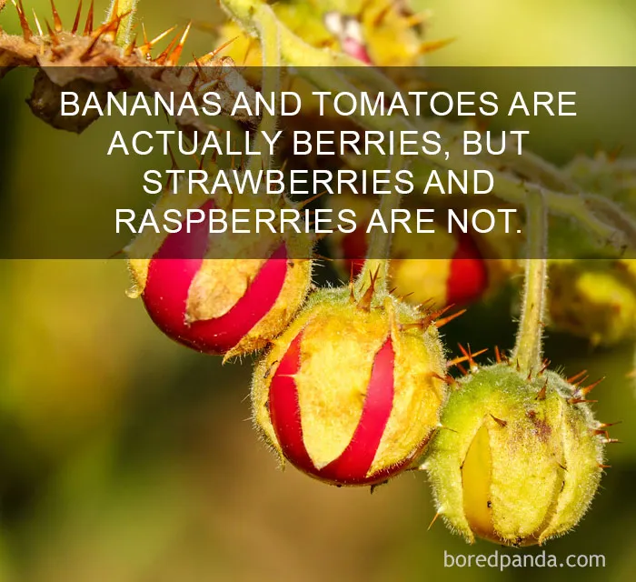 Close-up of vibrant berries with text revealing surprising fruit facts.