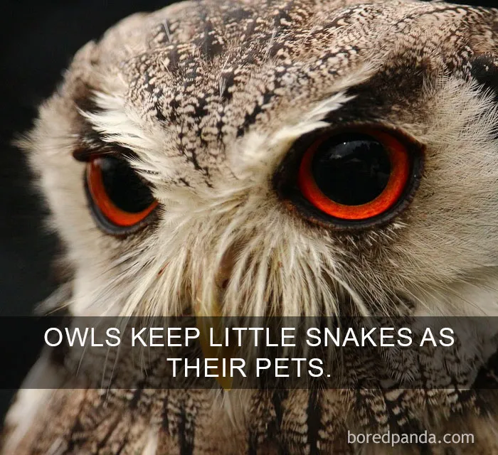Unexpected Animal Friendships