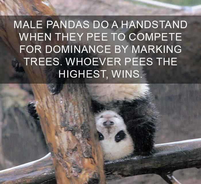 Highest Mark Wins