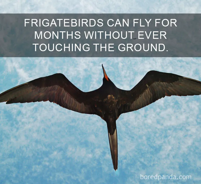 Frigatebird soaring effortlessly in the sky, demonstrating its ability to fly for months without landing.