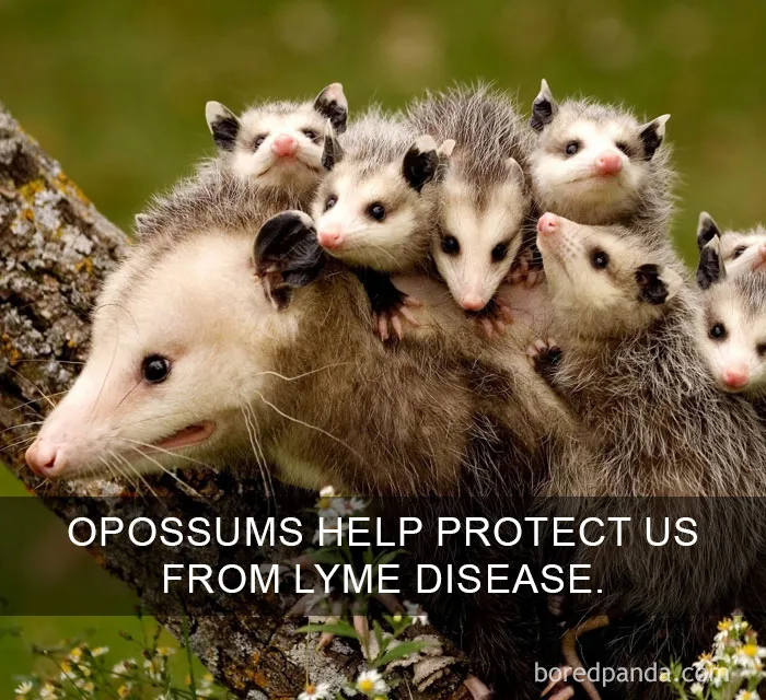 Mother opossum carries babies on her back, illustrating fascinating wildlife facts.