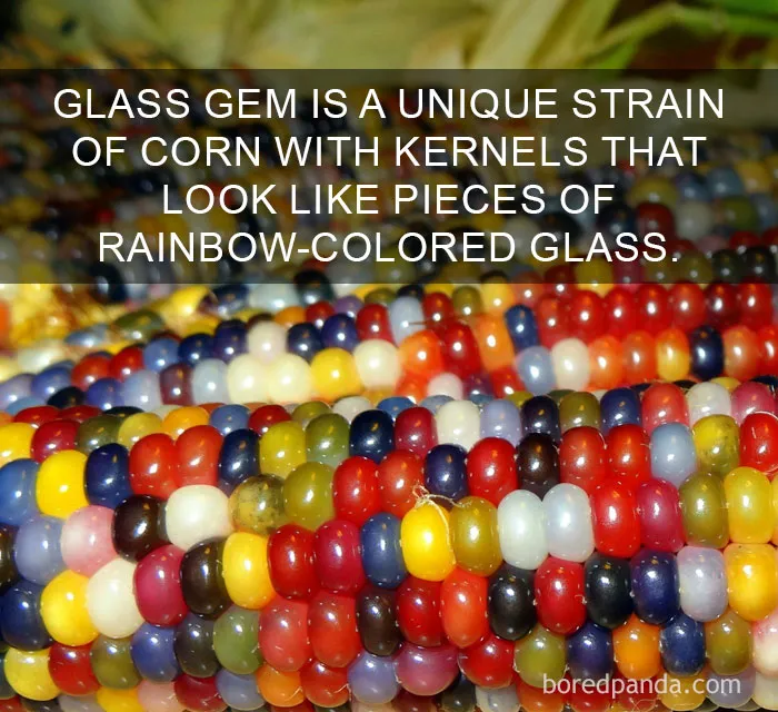 Rainbow Kernels Up Close