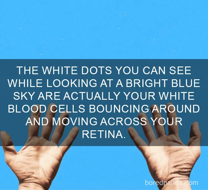 Hands reaching toward a bright blue sky with white dots illustrating amazing facts about how white blood cells move across the retina.