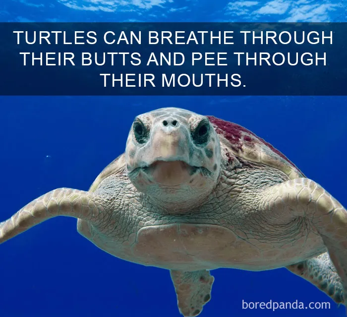 Turtle underwater with text about unique breathing and peeing abilities, showcasing amazing facts.