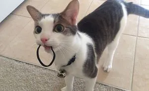 Because My Cat Stole All My Hair Ties I Started A Business :)