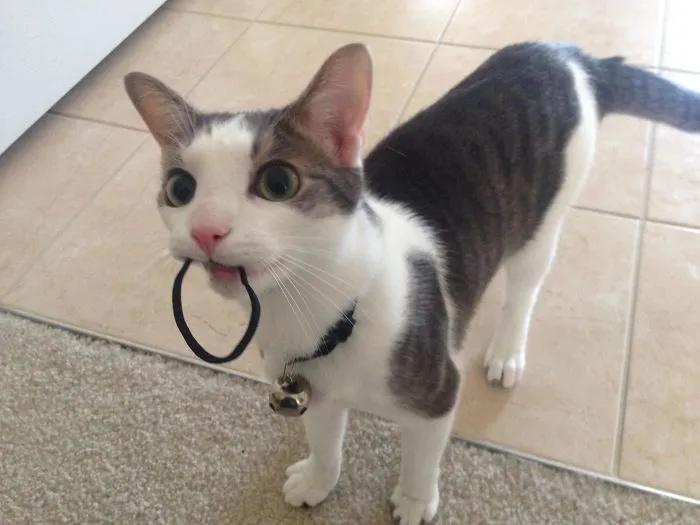 Because My Cat Stole All My Hair Ties I Started A Business :)