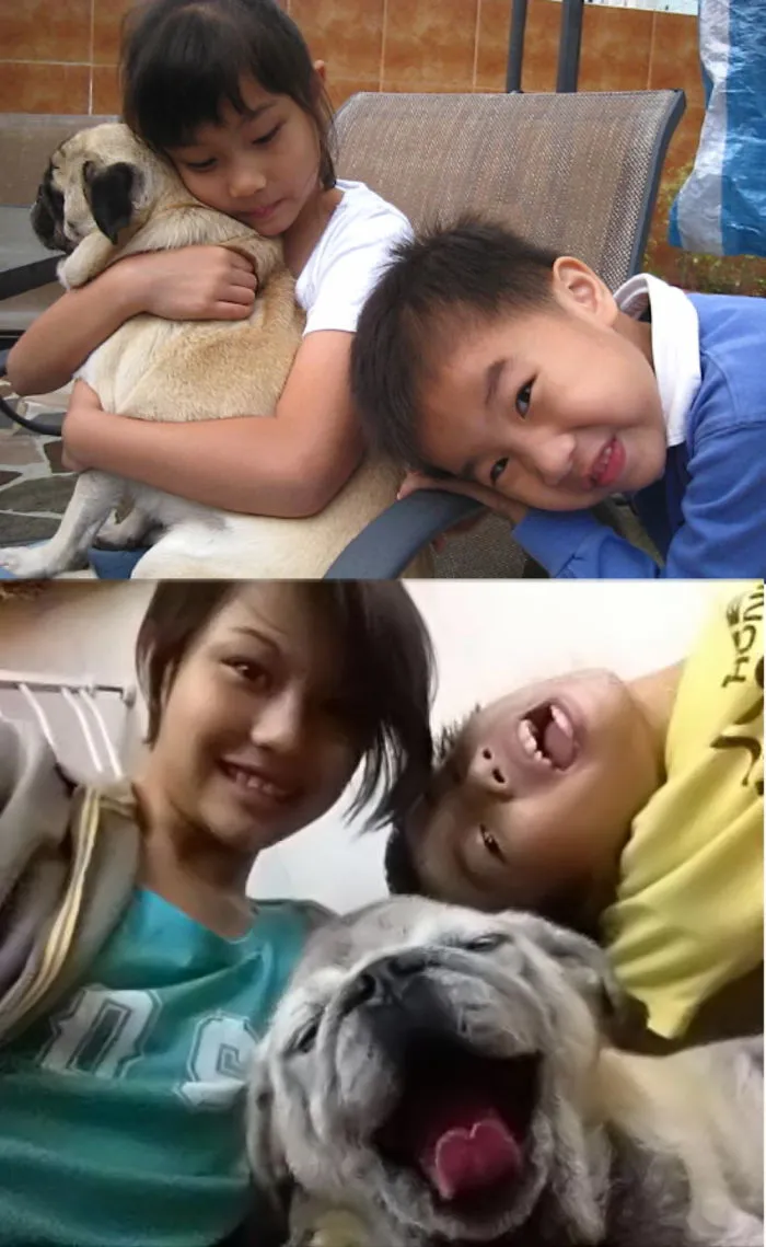 Max The Pug On The First Day After The Adoption, And A Week  Before He Passed Away