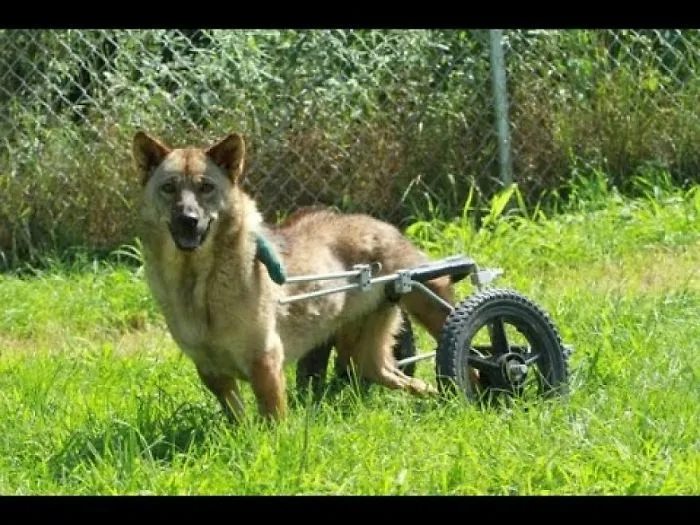 05animals With 'disabilities' Who Are Still Just As Cute