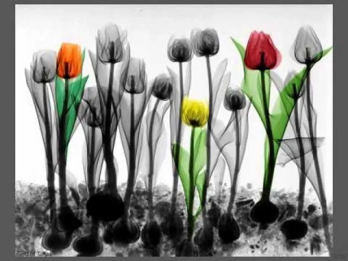 Nature Becomes Art! 
arie Van 't Riet Uses X-Ray Photography To Capture The Essence Of Nature