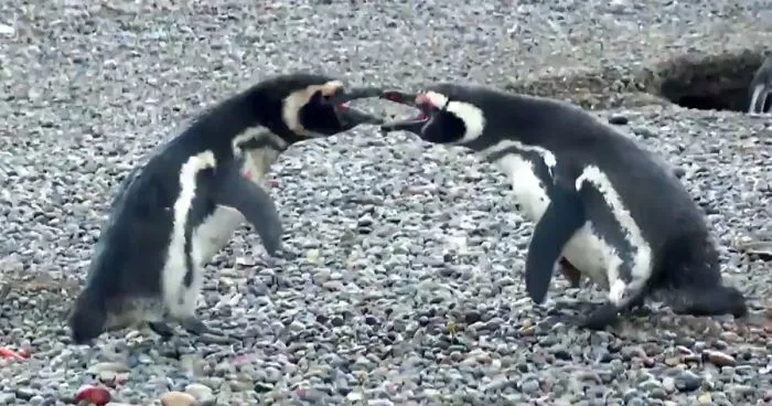 Penguin Comes Home To Find Cheating Wife, And His Fight Against Homewrecker Goes Viral