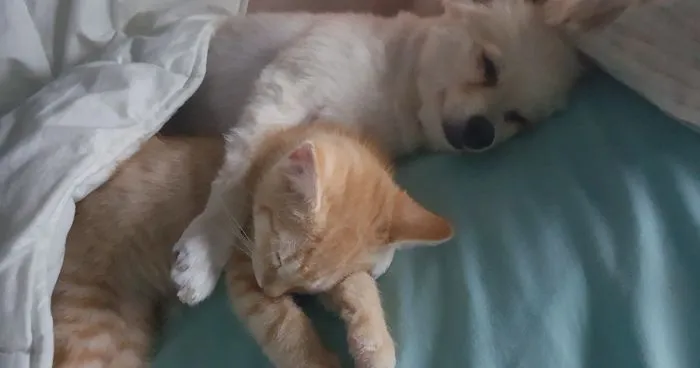 Woman Adopts A Dog To Deal With Anxiety, And The Dog Adopts Her Kitten