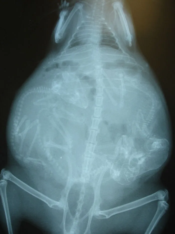 A Pregnant Chinchilla
