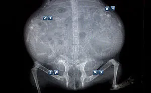 23 X-Rays Of Pregnant Animal Bellies That We Can't Decide Are Cute Or Creepy