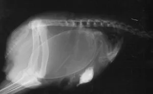 23 X-Rays Of Pregnant Animal Bellies That We Can't Decide Are Cute Or Creepy