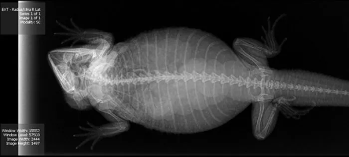 X-Ray Of My Bearded Dragon Kora