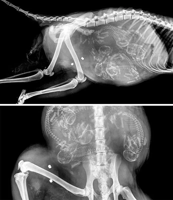 Pregnant Raccoon