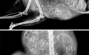 23 X-Rays Of Pregnant Animal Bellies That We Can't Decide Are Cute Or Creepy