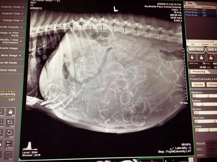 Pregnant Dog X-Ray