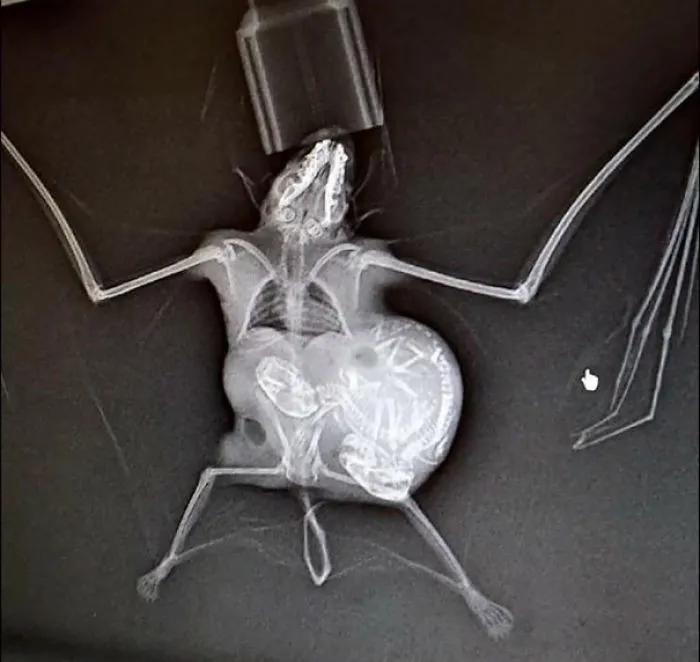 X-Ray Of Pregnant Bat