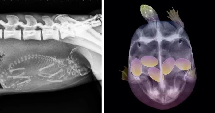 23 X-Rays Of Pregnant Animal Bellies That We Can't Decide Are Cute Or Creepy