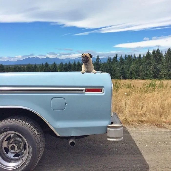 Owner Takes His Pug On Epic Adventures (147 Pics)