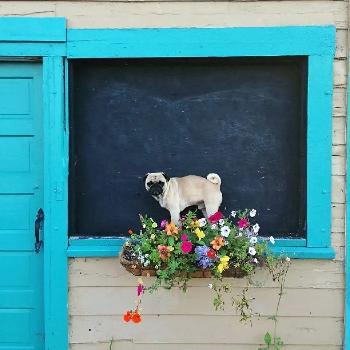 Owner Takes His Pug On Epic Adventures (147 Pics)