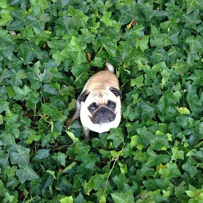 Owner Takes His Pug On Epic Adventures (147 Pics)