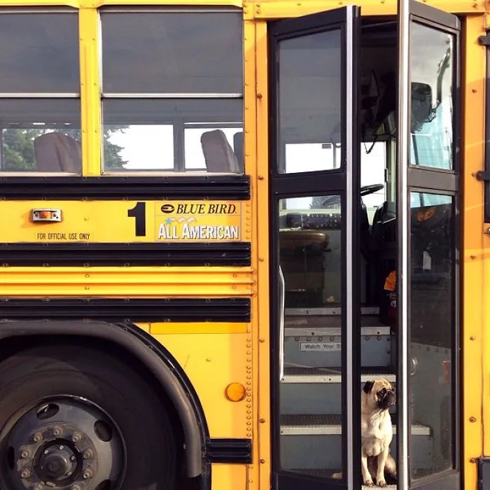 Owner Takes His Pug On Epic Adventures (147 Pics)