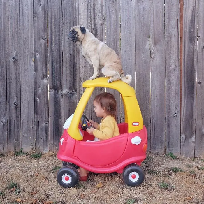 Owner Takes His Pug On Epic Adventures (147 Pics)