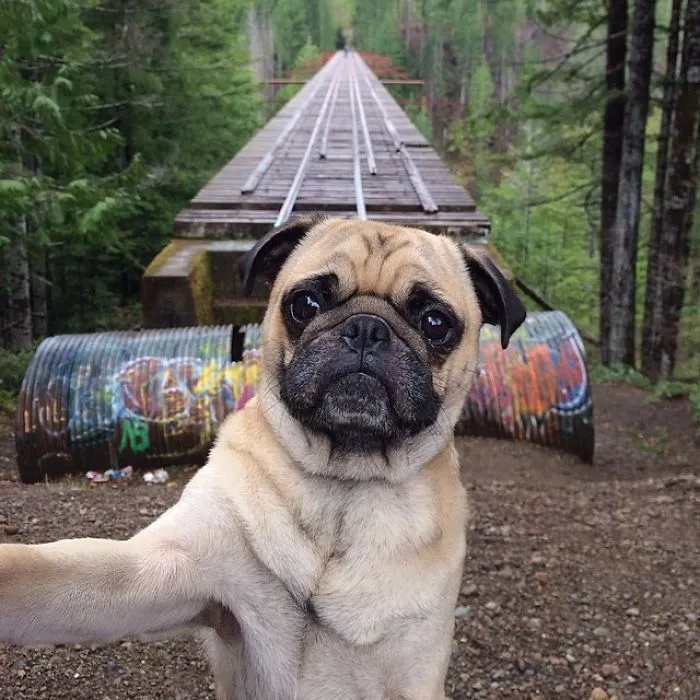 Owner Takes His Pug On Epic Adventures (147 Pics)