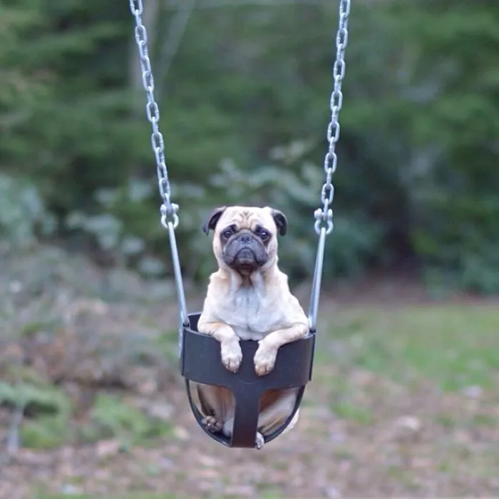 Owner Takes His Pug On Epic Adventures (147 Pics)