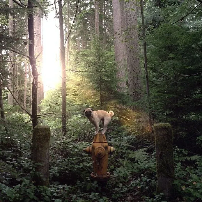 Owner Takes His Pug On Epic Adventures (147 Pics)