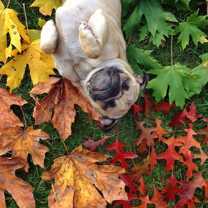 Owner Takes His Pug On Epic Adventures (147 Pics)