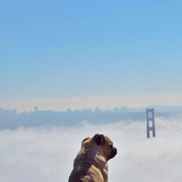 Owner Takes His Pug On Epic Adventures (147 Pics)