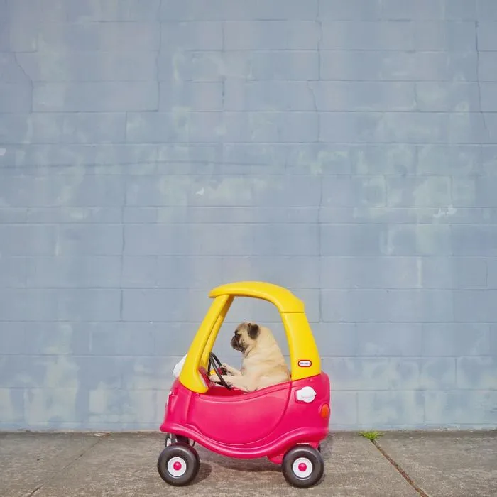 Owner Takes His Pug On Epic Adventures (147 Pics)