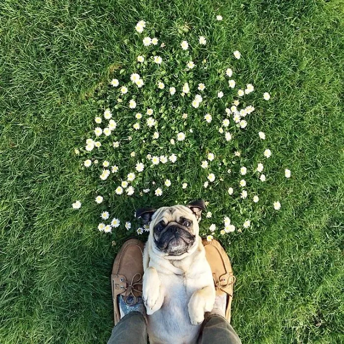 Owner Takes His Pug On Epic Adventures (147 Pics)
