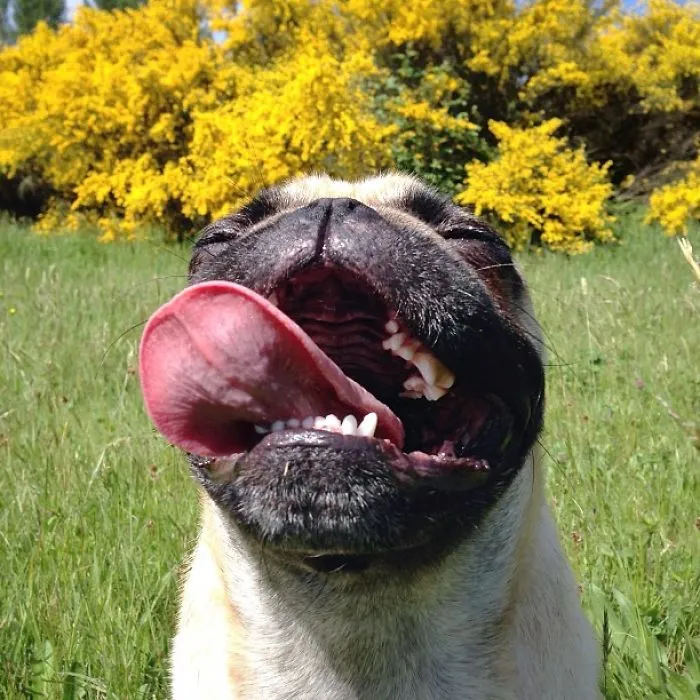 Owner Takes His Pug On Epic Adventures (147 Pics)