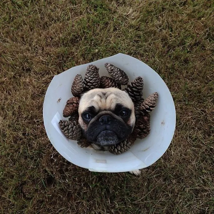 Owner Takes His Pug On Epic Adventures (147 Pics)