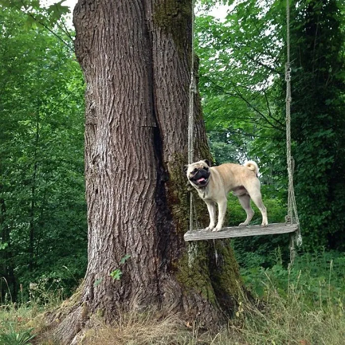 Owner Takes His Pug On Epic Adventures (147 Pics)