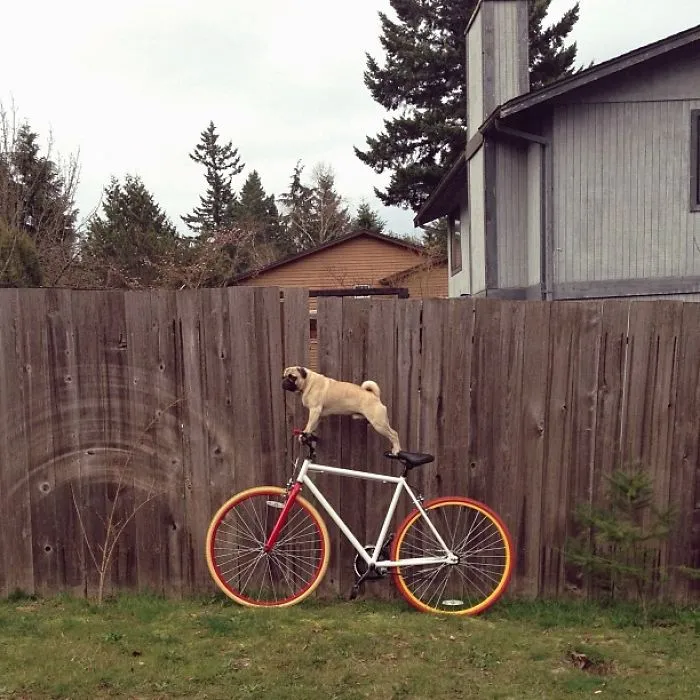 Owner Takes His Pug On Epic Adventures (147 Pics)
