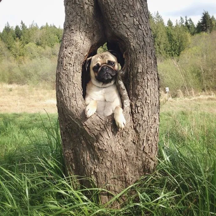 Owner Takes His Pug On Epic Adventures (147 Pics)