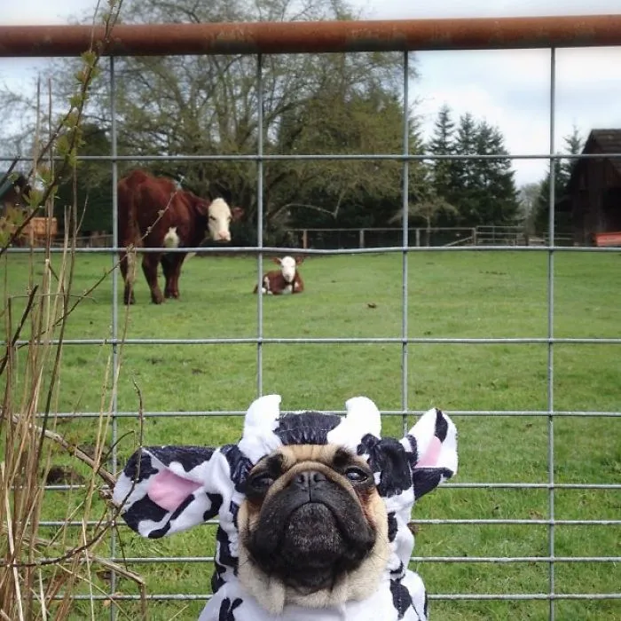 Owner Takes His Pug On Epic Adventures (147 Pics)