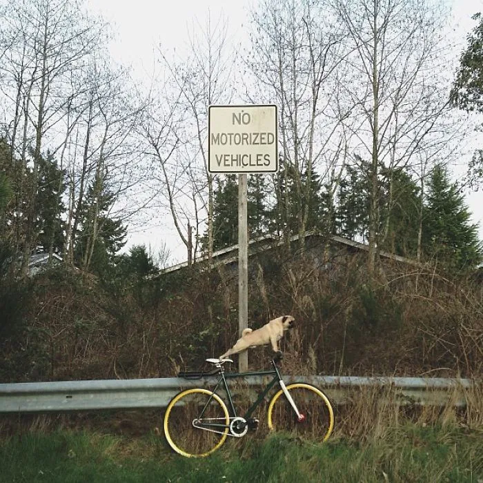 Owner Takes His Pug On Epic Adventures (147 Pics)