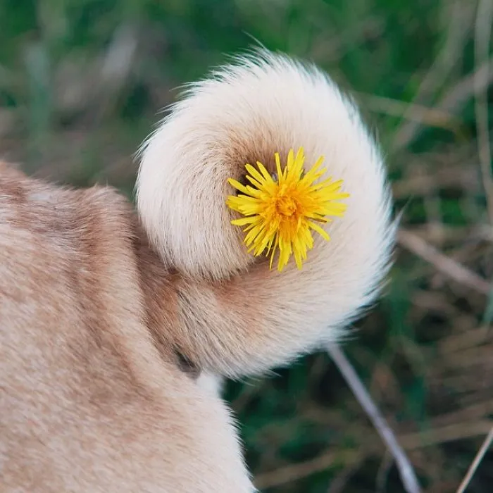 Owner Takes His Pug On Epic Adventures (147 Pics)