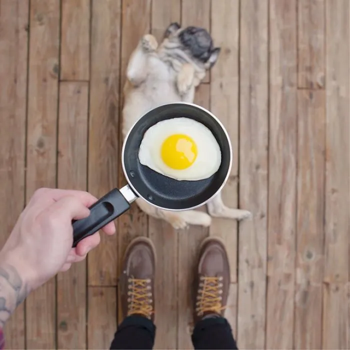 Owner Takes His Pug On Epic Adventures (147 Pics)